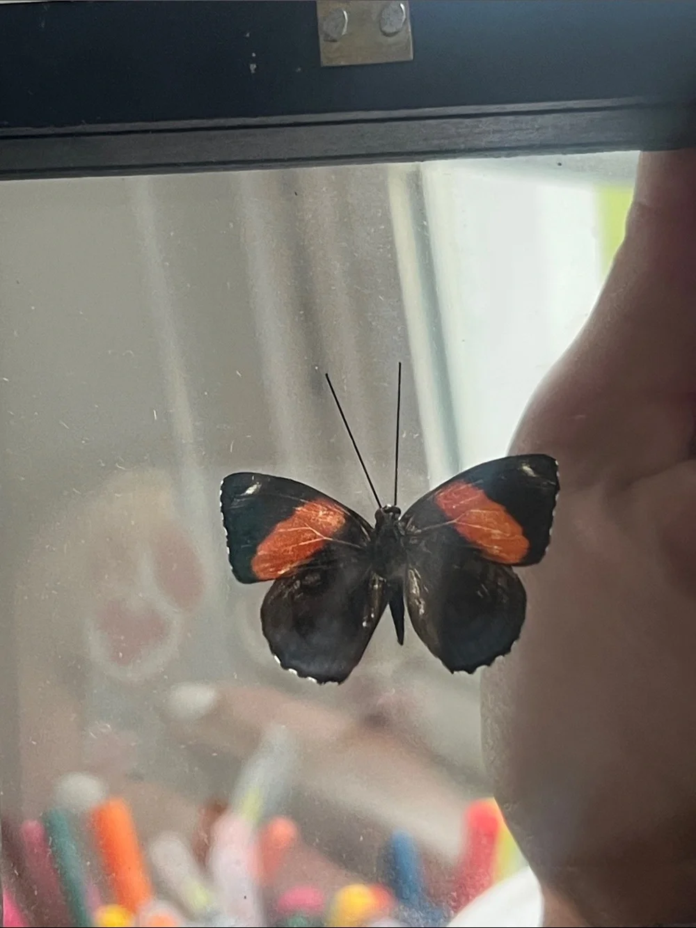 Real Framed 88 Butterfly Taxidermy Floating Glass Shadowbox Art